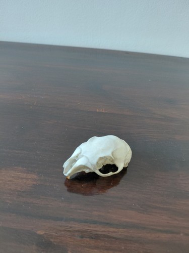 Squirrel skull taxidermy - squirrel,