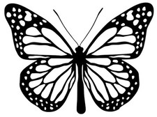 Butterfly vinyl car Decal /