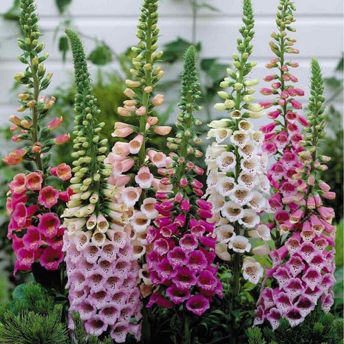 250 digitalis foxglove - digitalis,