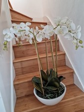 Large Orchid White