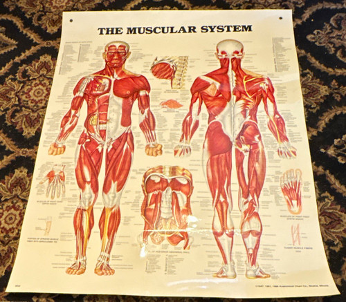 The muscular system anatomy - system,