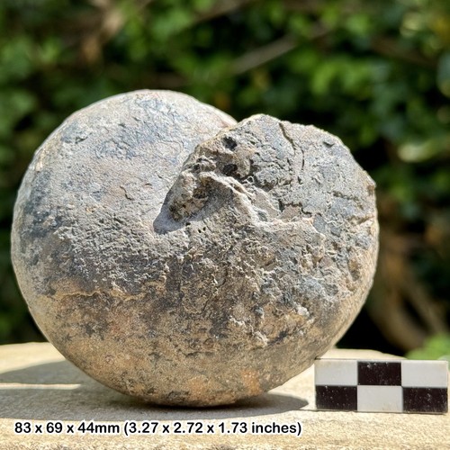 Rare large sporadoceras - rare,