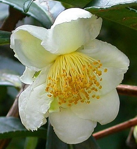 Camellia sinensis - , |