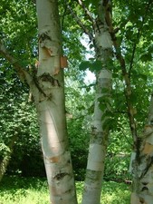 Betula papyrifera / Paper or Canoe Birch Tree, Peat Free, 5L 125-150cm