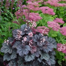 Heuchera ‘Little Cutie