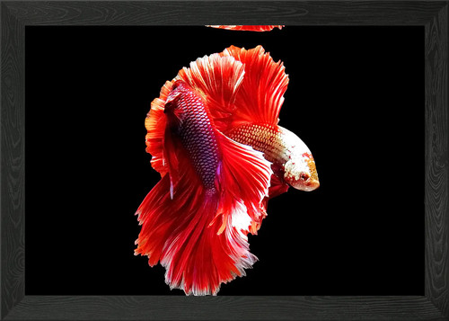 Siamese fighting fish framed - siamese,