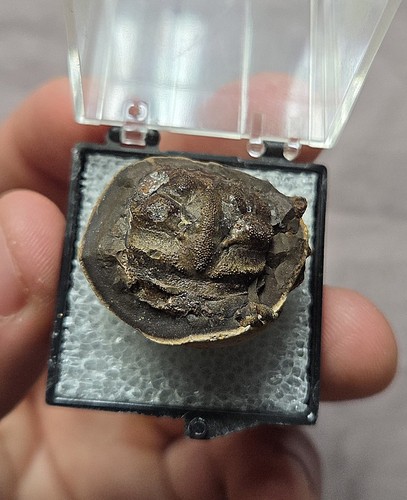 Rare fossil dakoticancer crab - dakoticancer,