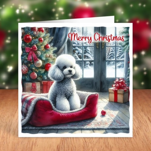 Miniature poodle dog - poodle, christmas