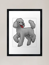 Dog - Standard Poodle - Lamb