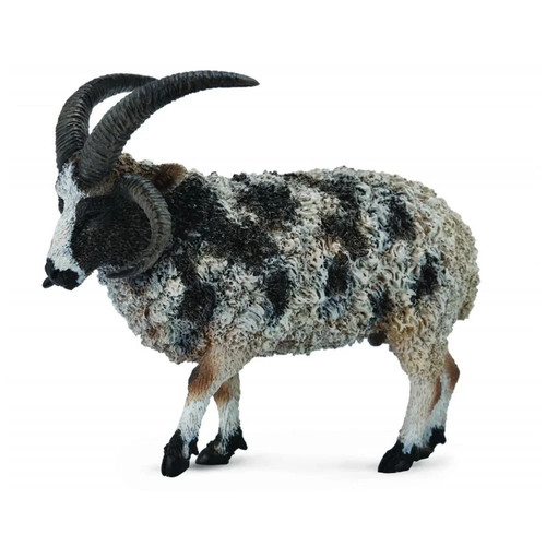 European mouflon sheep - european,