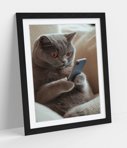 Grey british shorthair cat - grey,
