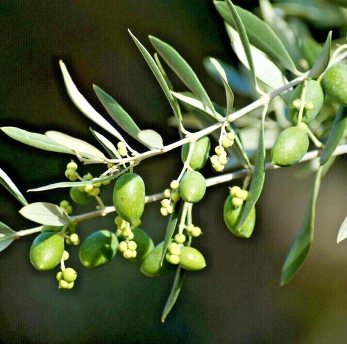 Olive tree potting soil - soil,