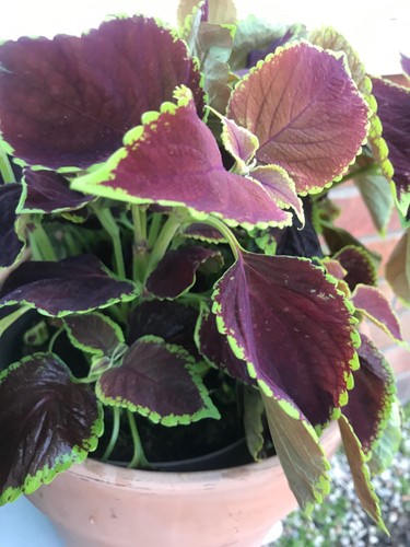Colourful coleus soil rooted - colourful,