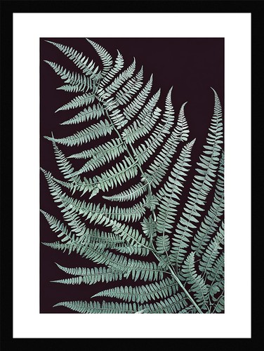 Elegant fern fronds framed - fronds,