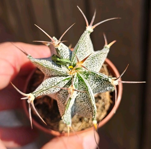 Astrophytum ornatum - astrophytum,