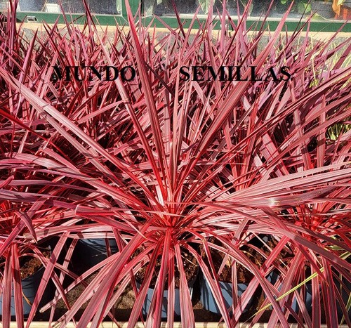 Cordyline australis - australis,