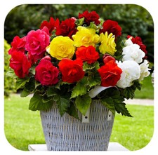 Begonia Non-Stop Double