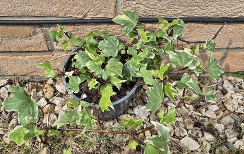 Hederex variegata trailing - hederex,