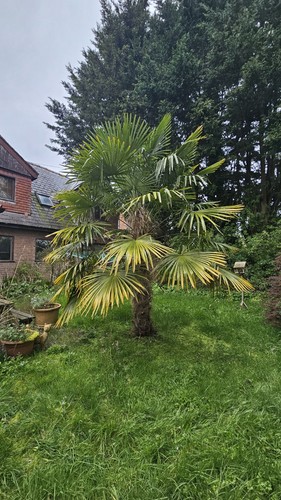 Trachycarpus fortunei - trachycarpus, fortunei-