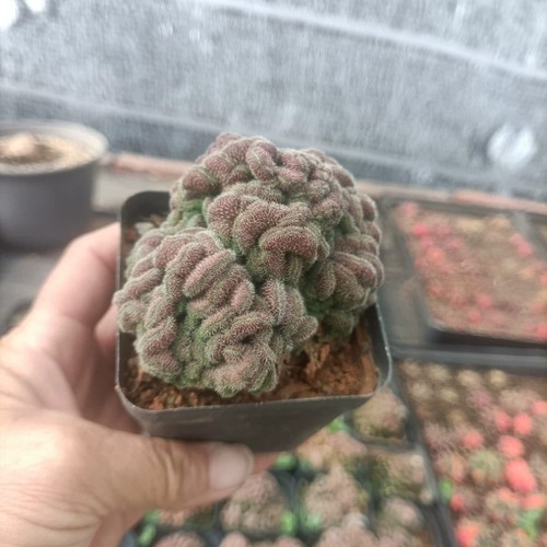 6cm succulent cactus - 5-6cm,