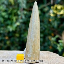 Fossil belemnite -