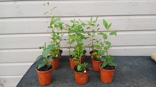 Cape fuchsia hardy - cape,