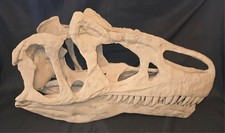 Allosaurus Dinosaur  Skull  Very Big Replica Fossil