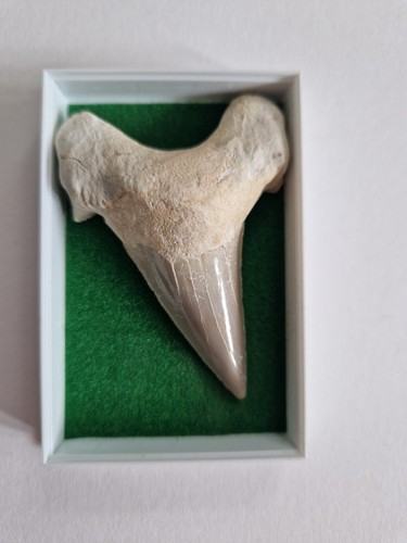 Extinct giant mackerel shark - extinct,