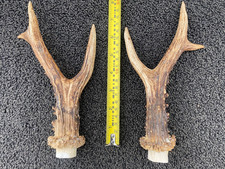 2 (1 pair) superb Scottish Roe