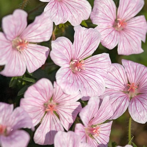 Geranium sanguineum pink - geranium,