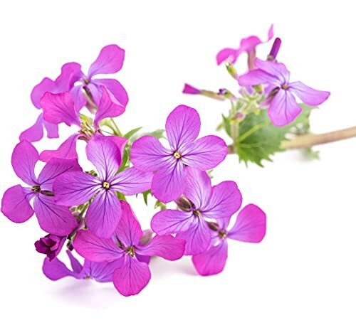 Wildflower plants honesty - plants,