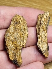 Two real Hell Creek Dinosaur