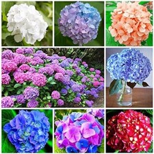4x Hydrangea macrophylla Mix