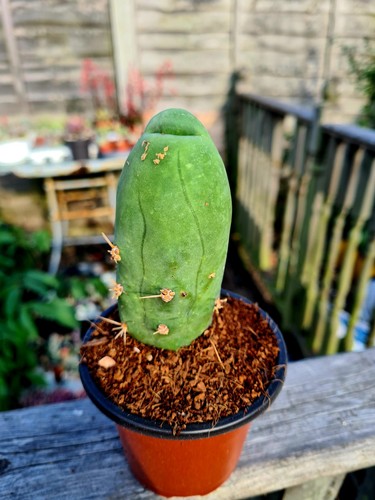 Bridgesii monstrose - t., f.