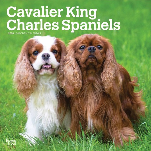 Cavalier king charles - cavalier,