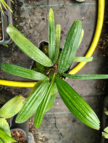 Rhapis excelsa taiwan 14 - -,