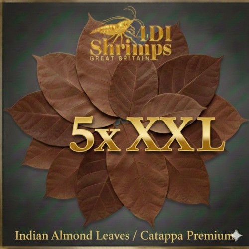 Large 20cm indian almond - large,