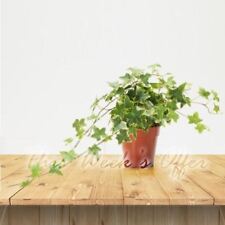 Pot of European English Ivy