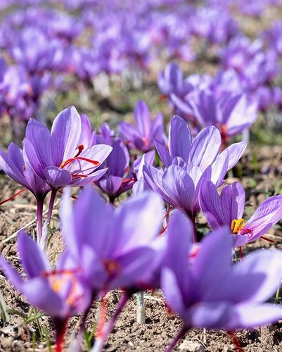 15x crocus sativus - 15x, bulbs