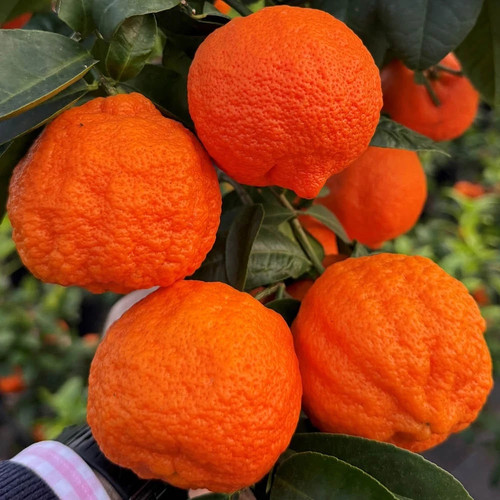 Citrus lime limetta - lime, (red