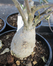 FOCKEA EDULIS - another