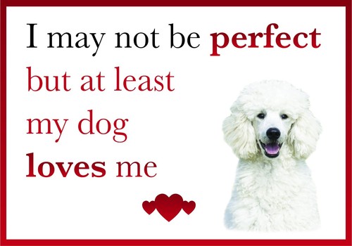 Funny dog loves white - funny,