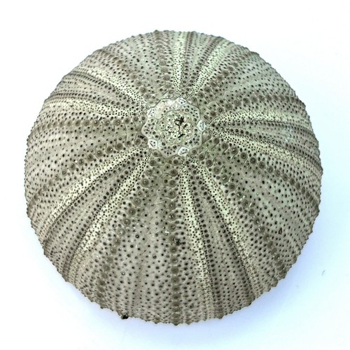 Sea urchin green 5 6 - urchin, cm