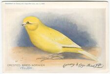 CRESTED BRED NORWICH, YELLOW, CANARY & CAGE BIRD LIFE - Postcard Size