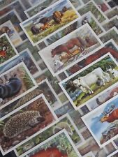 Full Set BRITISH WILD LIFE (Great Britain Ltd) by Brooke Bond & Co Ltd 1958