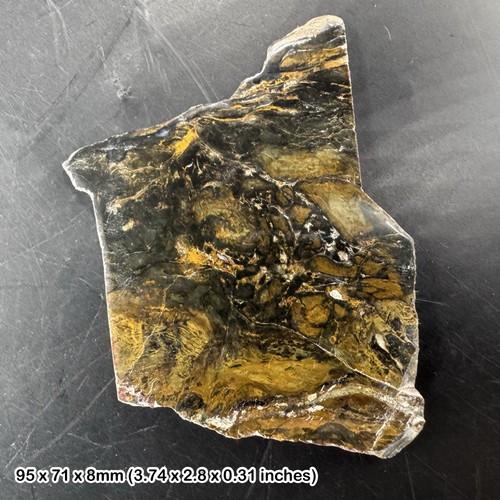 Opalised petrified fossil