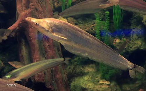 Apogon catfish inch live - 5-6,
