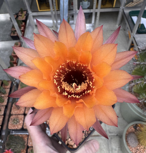 Fresh cactus seed x20 - fresh,