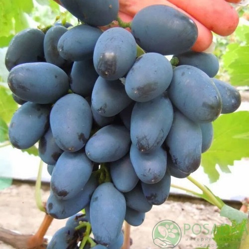 Rada grape 2 - rada, cuttings