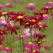 Tanacetum or Pyrethrum 'Robinson's Red' / Hardy Perennial / 200 Seeds